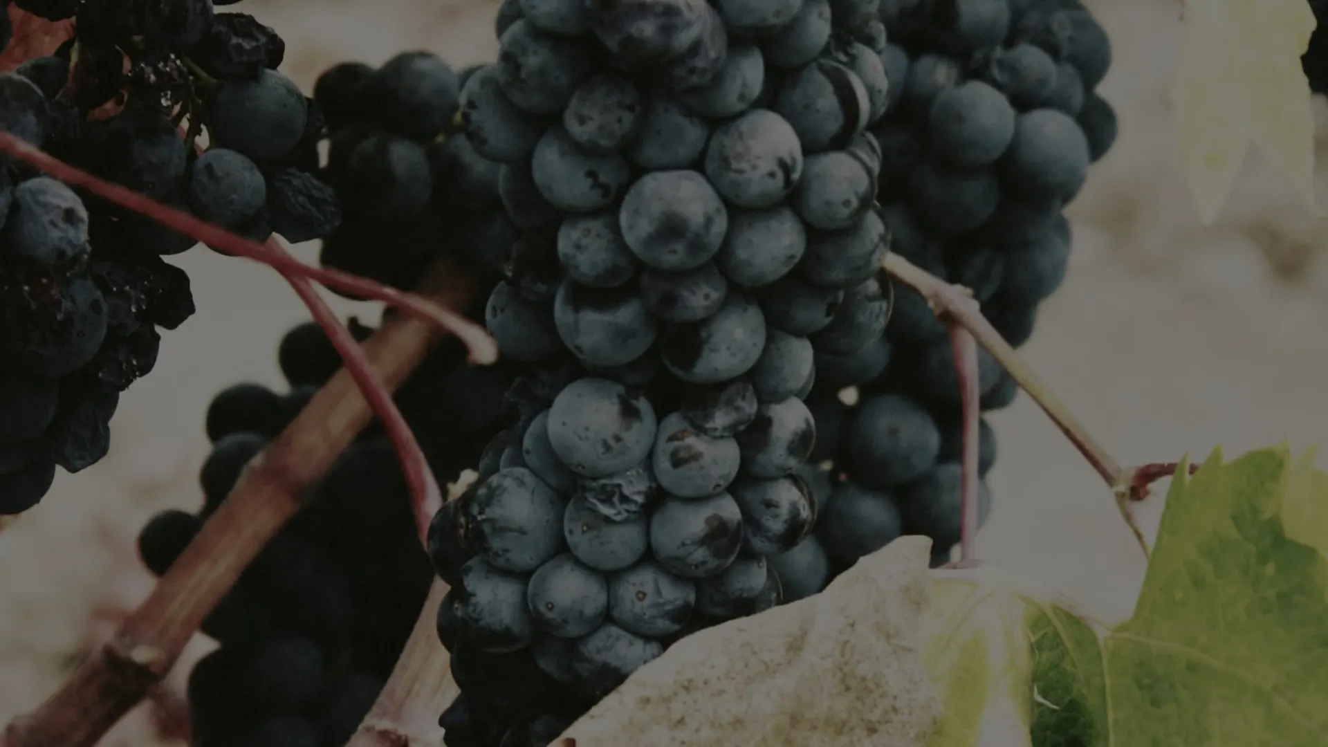 Ripe red wine grapes on the vine at Karnas Vineyards