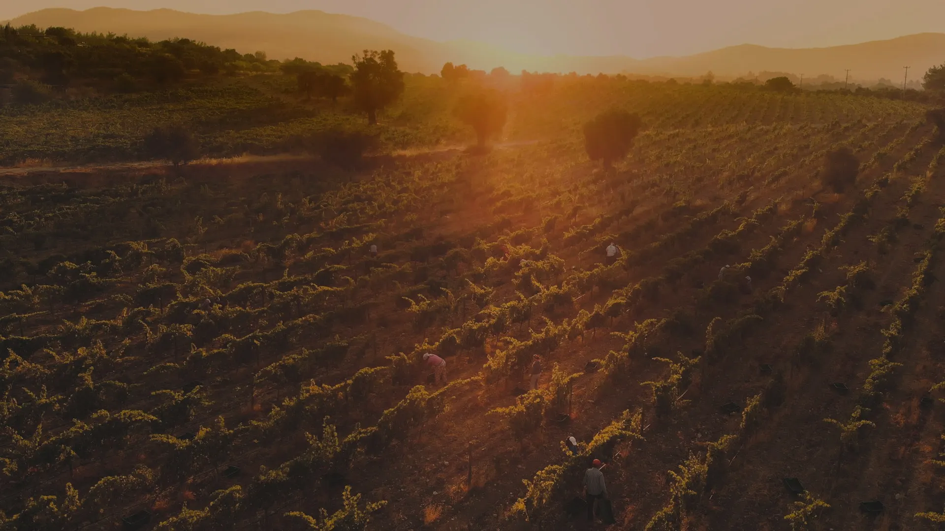 Grape harvest at sunset in the Karnas vineyards